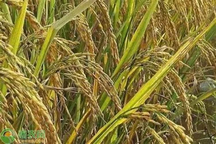 请问老师,水稻,小麦,玉米一生所需多少氮磷钾？