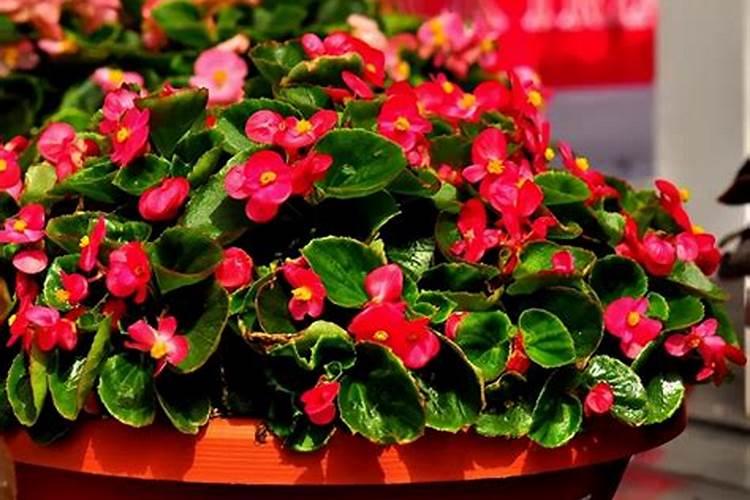 豆饼水适合浇什么花