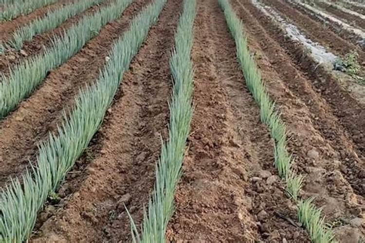 水稻硼肥的作用及使用方法