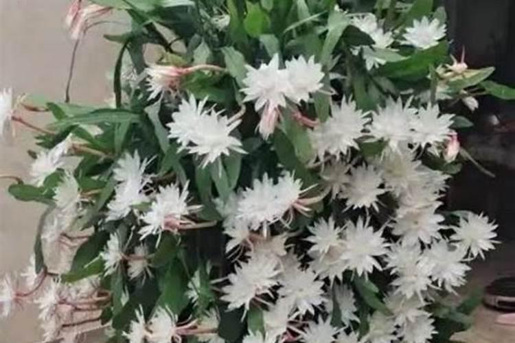 磷酸二氢钾作为花肥该如何使用？