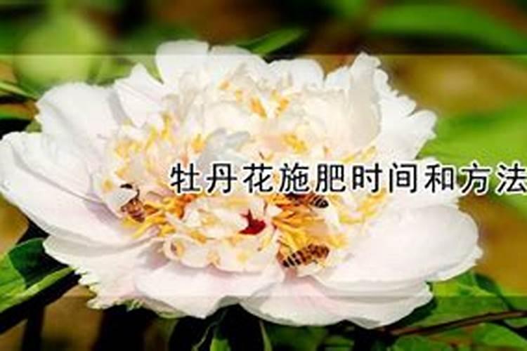 牡丹栀子花的养殖方法和注意事项
