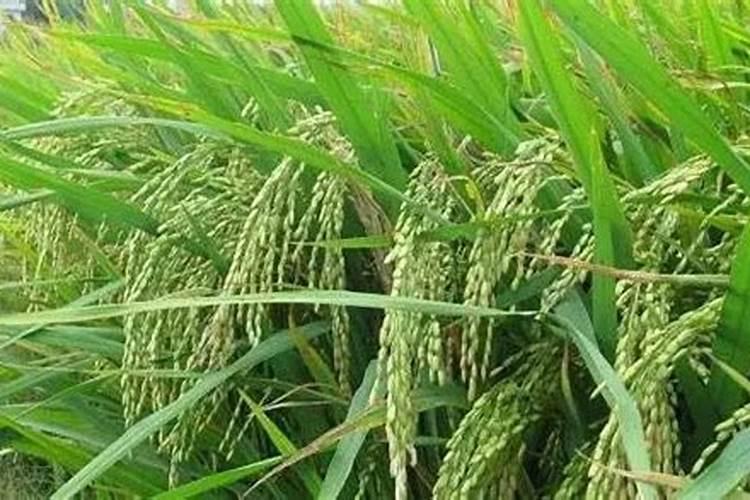 水稻后期施什么肥