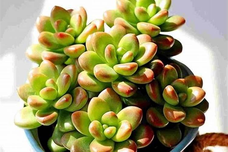 多肉夏天要不要施肥