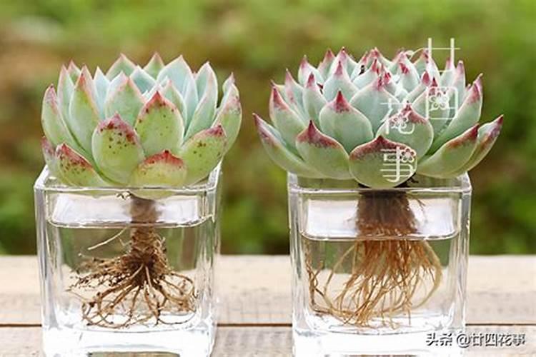 多肉施肥的最佳时间 多肉什么时候施肥