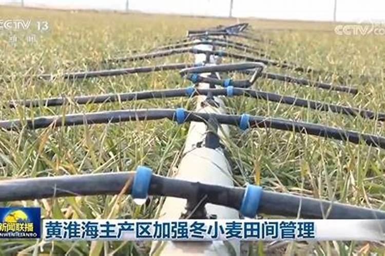 黄芪怎么除草,要用什么除草剂？黄芪在什么温度下除草最安全？