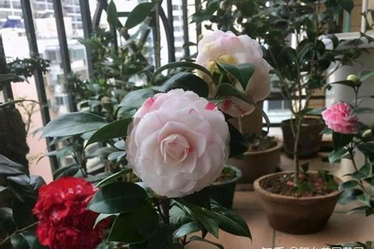 茶花施追肥要注意什么