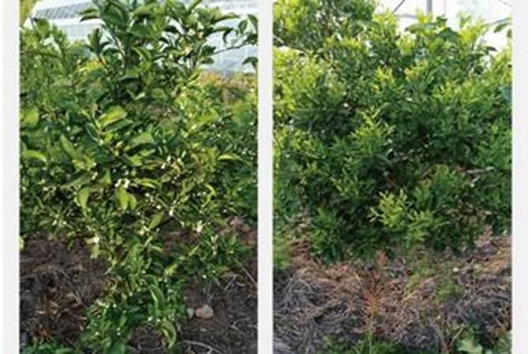 肥料销售话术和技巧 肥料销售的方式