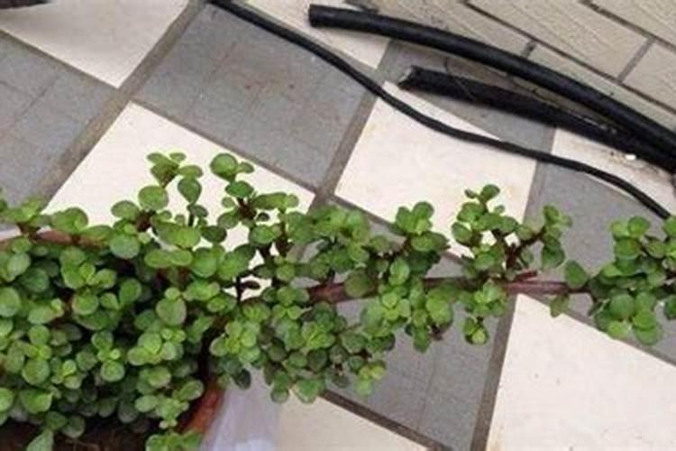 氮磷钾三种化肥作用和缺乏症状