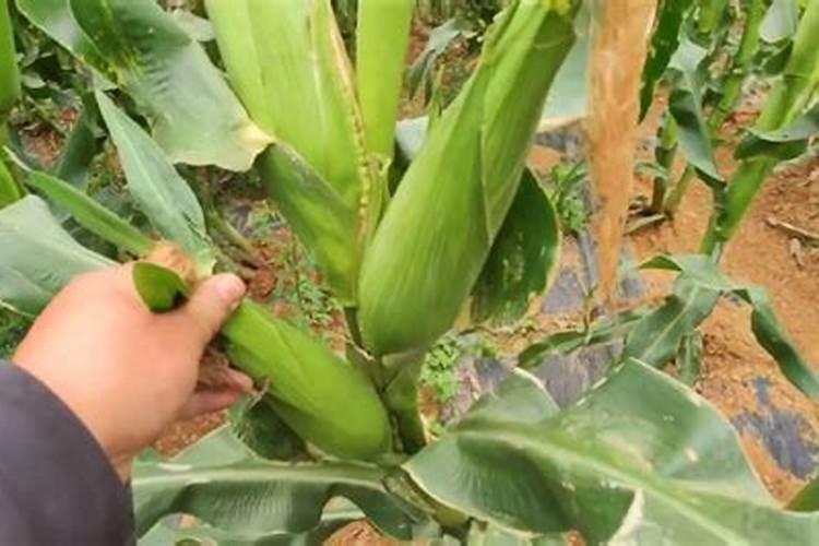 如何用醋杀死菜青虫