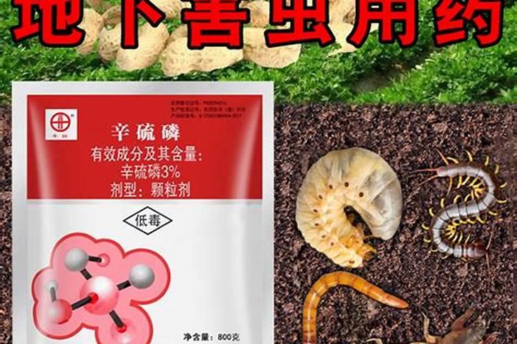 去年里菜籽饼用辛硫磷了,今年能栽葱吗