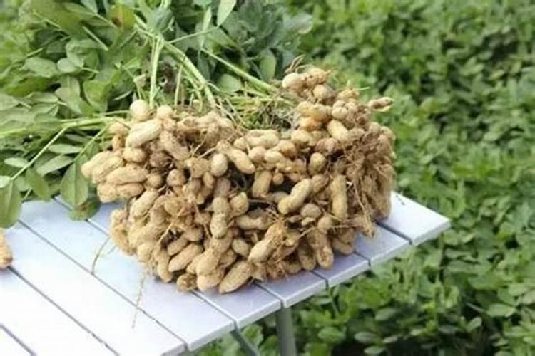 不要扔烂番茄!是用来养花的而且枝壮叶绿