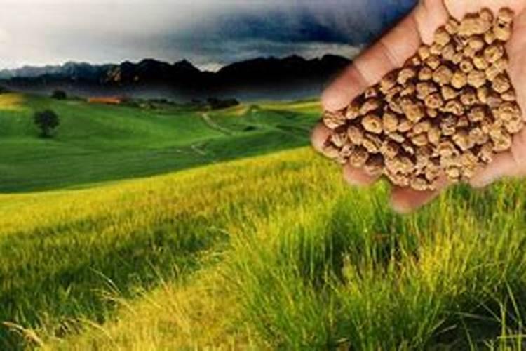 无筋豆油豆怎么治？