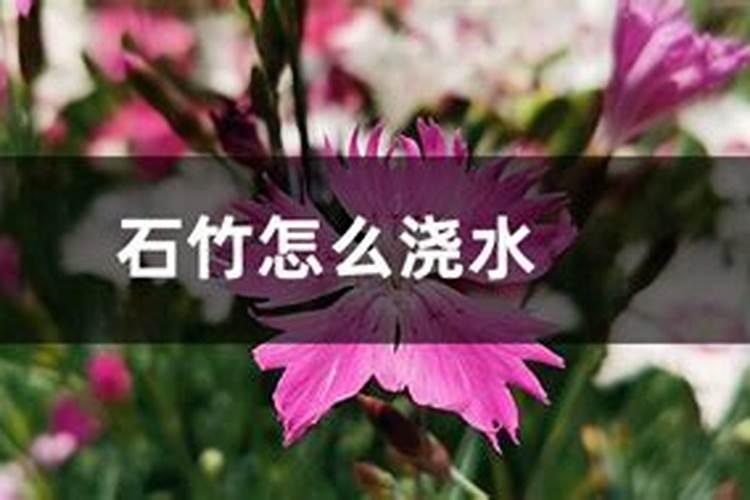 石竹花怎么养