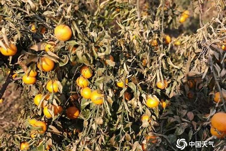 柑橘采收前如何浇水施肥