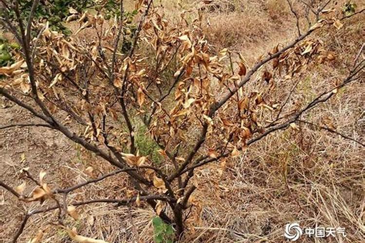 沃柑果树开花时干旱天气久了可以直接淋肥吗？