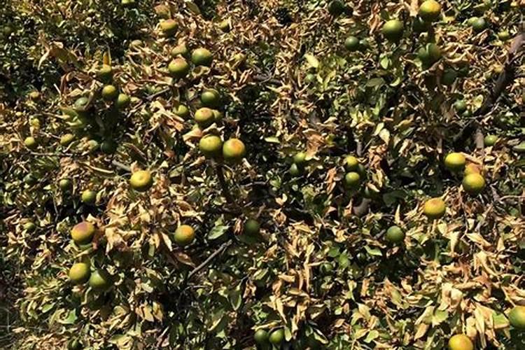 柑橘采收后喷什么叶面肥好？