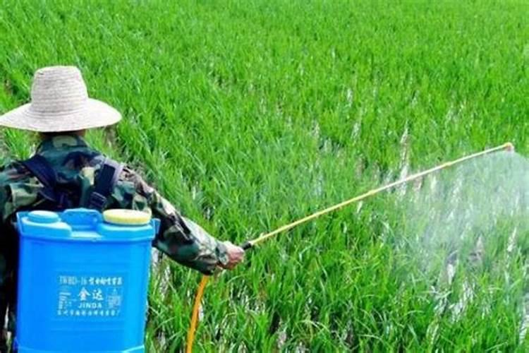 钙镁磷肥使用有什么技巧