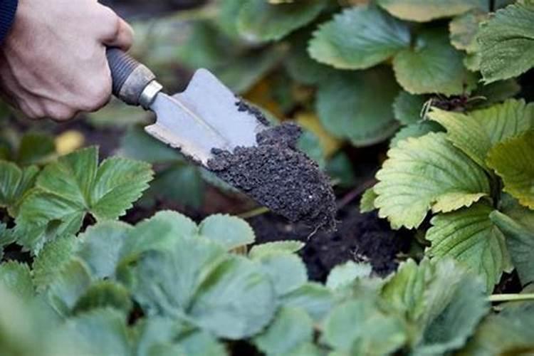 农富天下水溶肥价格