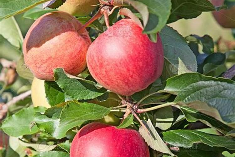 四年的苹果树八月份下旬怎么施肥,花芽才会多？