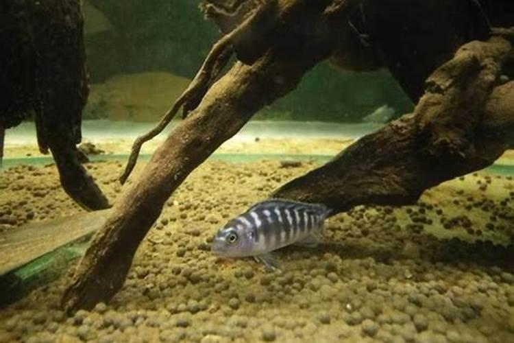 果树补钙用什么钙肥好 什么时候使用效果好