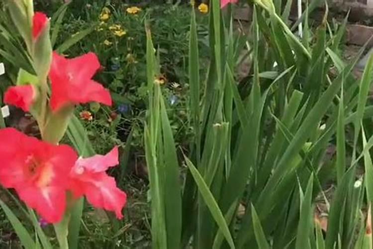 白菜施什么肥最好