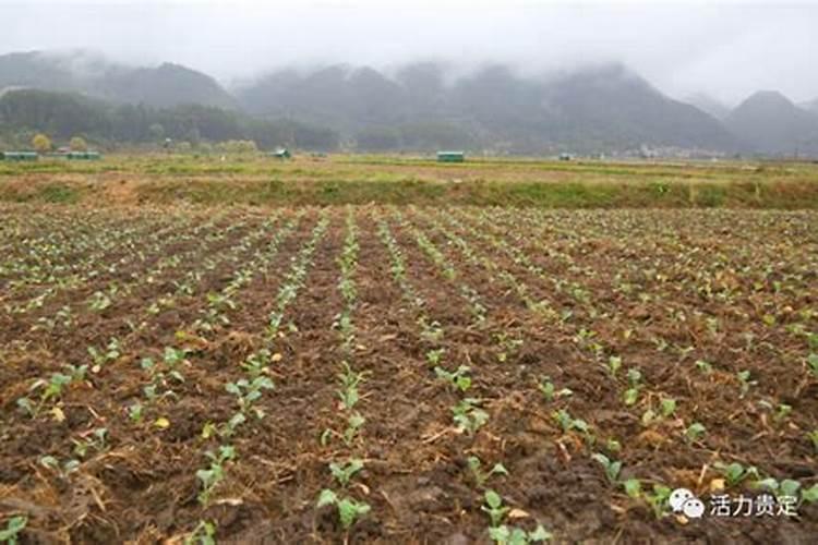 油菜什么时候施硼肥