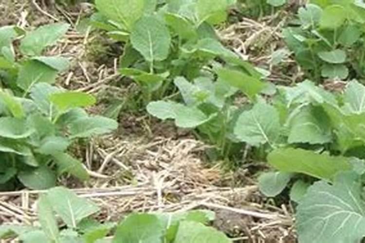 为什么种植油菜要增施硼肥？硼肥的功效有哪些？