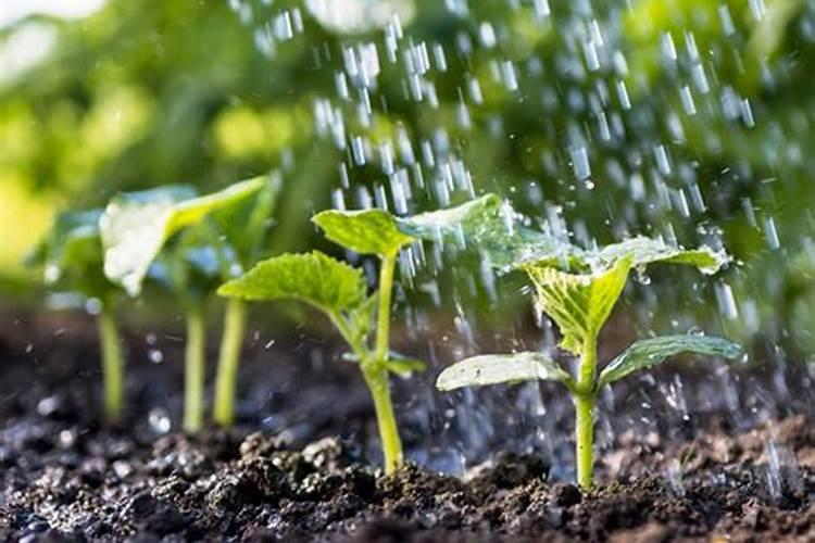 土豆有一种“免耕盖稻草”栽培法,能详细介绍一下吗？