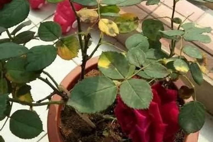 玫瑰花叶子上长出黑色的斑点怎么办