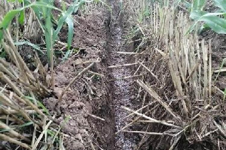 百香果结果期用什么复合肥？百香果膨果期用什么水溶肥好？