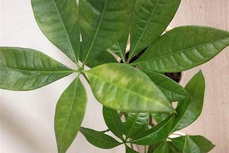 发财树施肥过多要怎么救