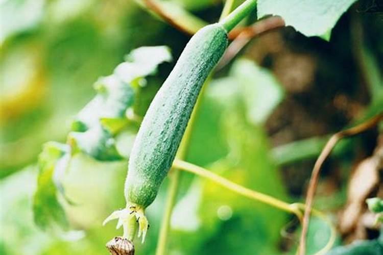 石菖蒲怎么种植 石菖蒲种植方法介绍