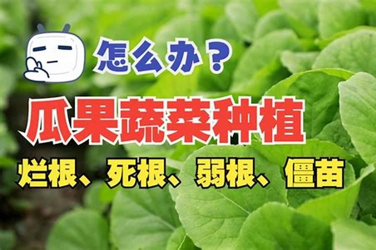 生根液的正确使用方法