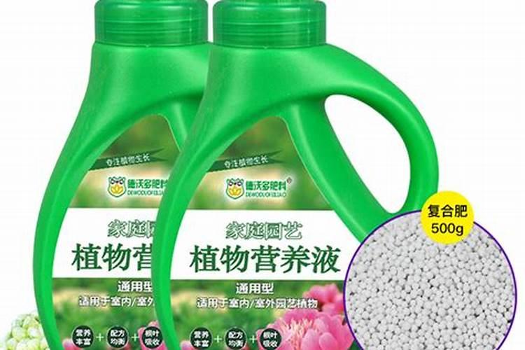 花盆蒲公英怎么种,这样种植爆盆太简单了