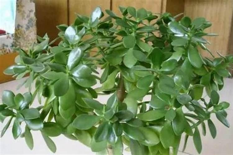 燕子掌喜欢什么肥