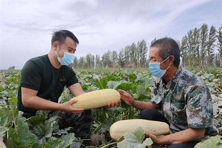 红薯叶怎样调好吃又简单