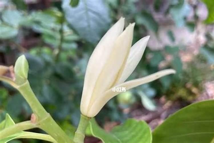 白兰花用什么肥料 怎么用