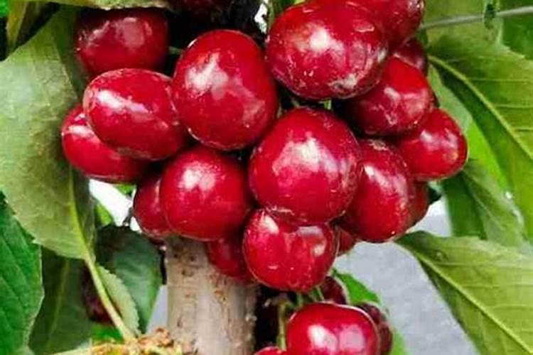 种植地下块茎块根类作物如何增产？地下膨大剂配方哪种效果好!