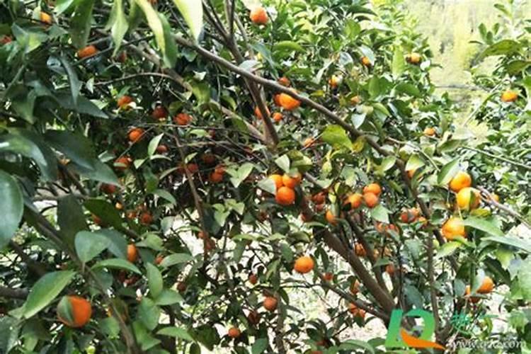 茶花是喜肥的花卉,如何正确地给茶花施肥？