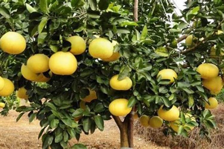 国内比较好水溶肥厂家有哪些