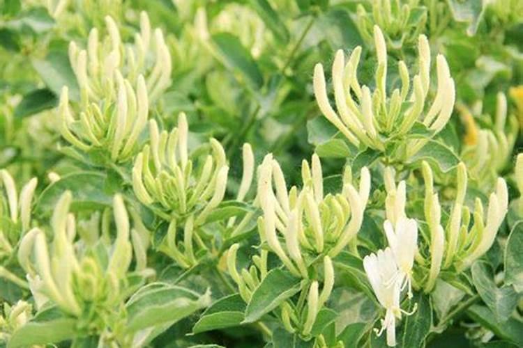 西红柿怎样施肥才能高产