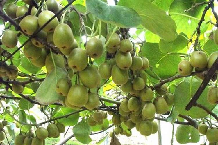 猕猴桃施肥的最佳时间 猕猴桃什么时候施肥