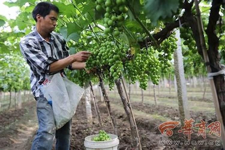 水溶肥到底有多少种使用方法,怎么使用才有效？