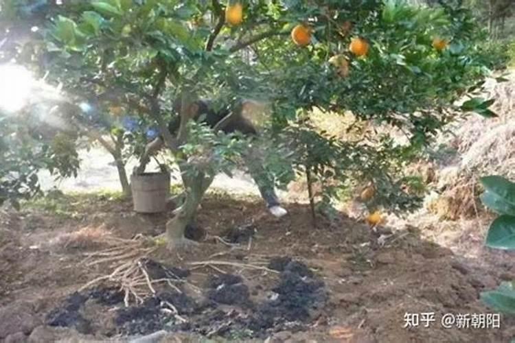 大豆开花期打什么叶面肥好 大豆用什么肥