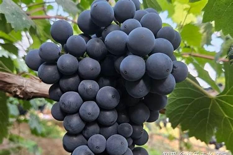 立秋葡萄施肥最佳时间