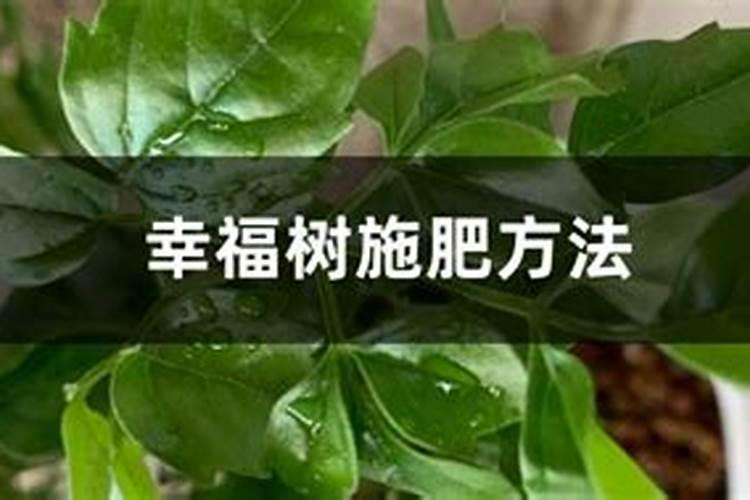 阳光玫瑰全年施肥管理 一年施肥要领有哪些