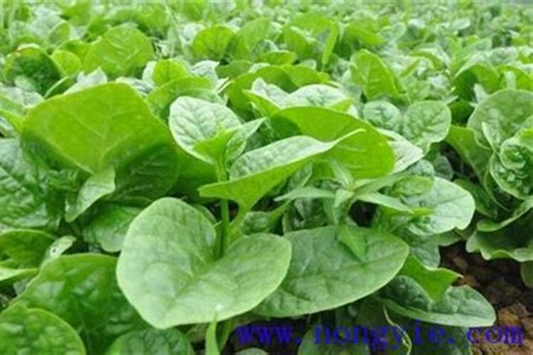 第一年阳光玫瑰栽培养殖方法