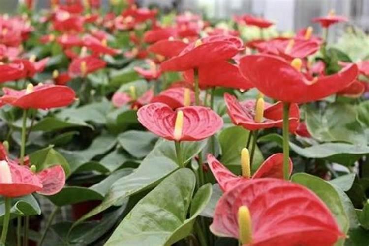 人体缺钾吃什么药好