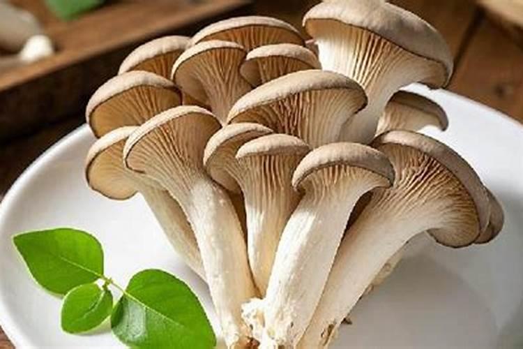 平菇生料栽培配方