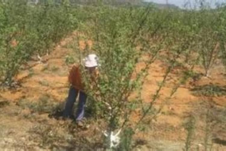 花椒叶面肥多久打好